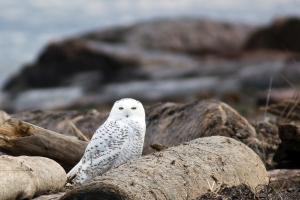 Snowy Owl